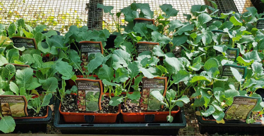 Residential Services