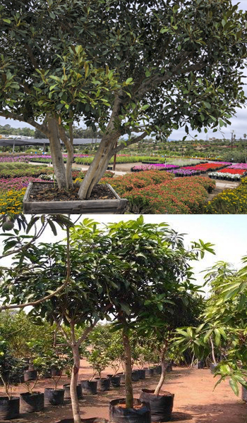 Landscape Design and Installation